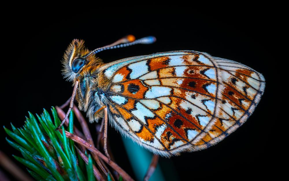 macro photography-b64aebade3624a1b987d108ec394d1e9.jpg macro photography