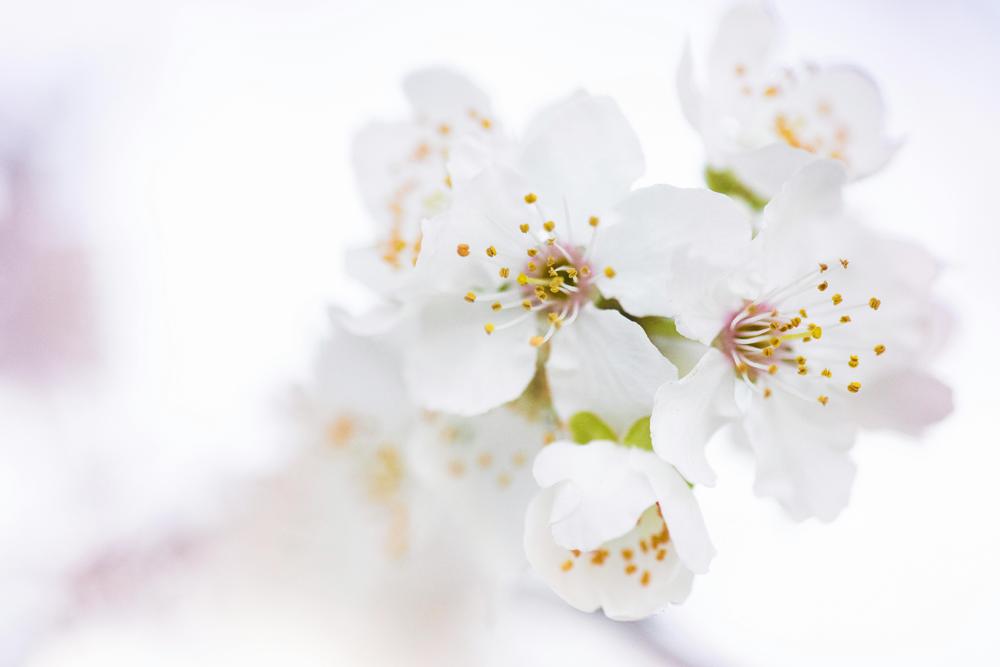 macro photography-b64aebade3624a1b987d108ec394d1e9.jpg macro photography